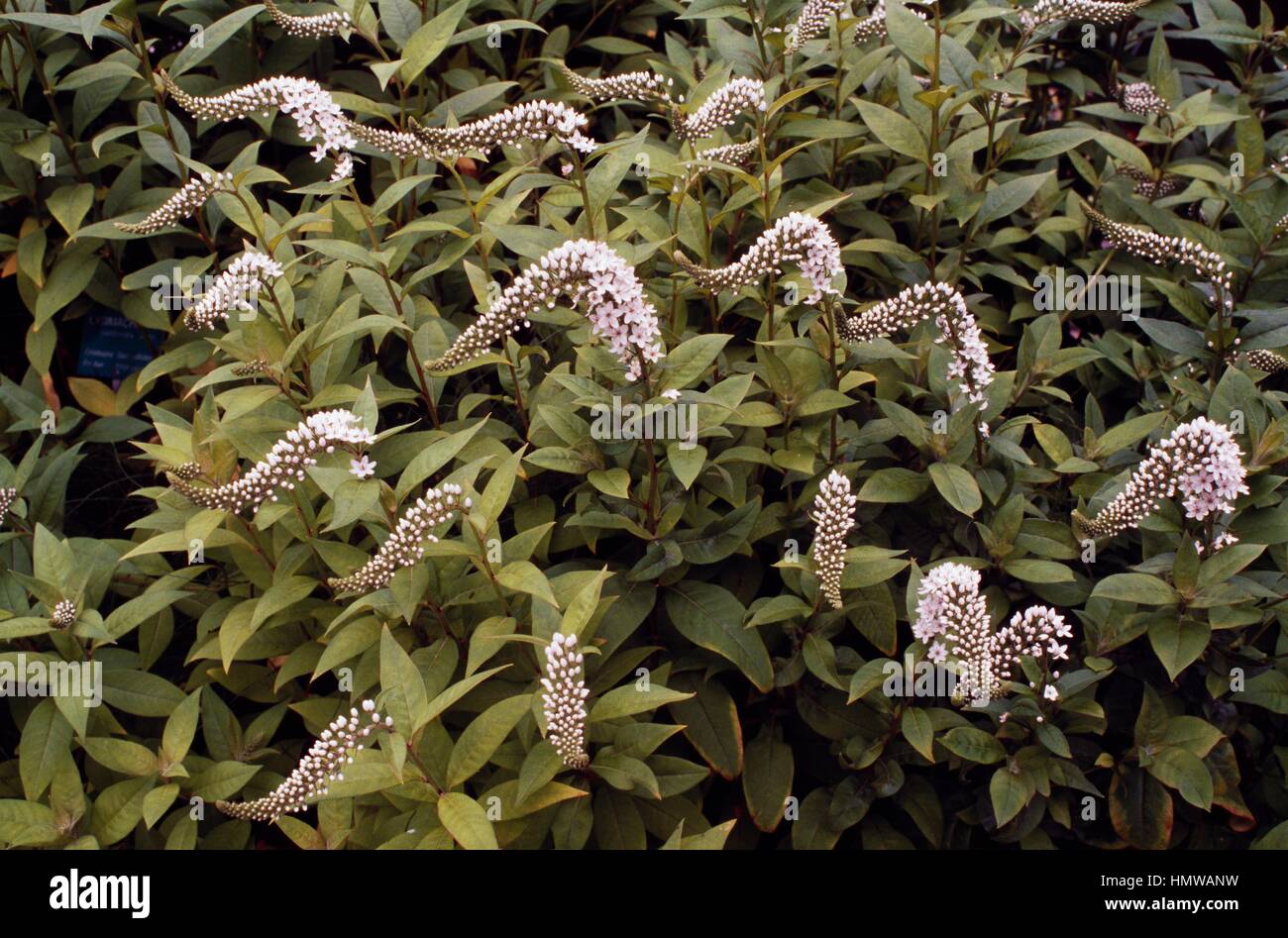 Jaune de cygne Salicaire (Lysimachia clethroides), Primulaceae. Banque D'Images