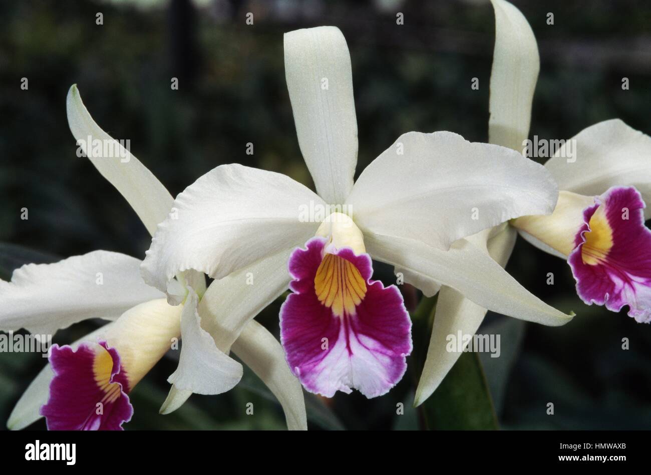 Orchidée laelia purpurata roxo bispo Banque de photographies et d'images à  haute résolution - Alamy