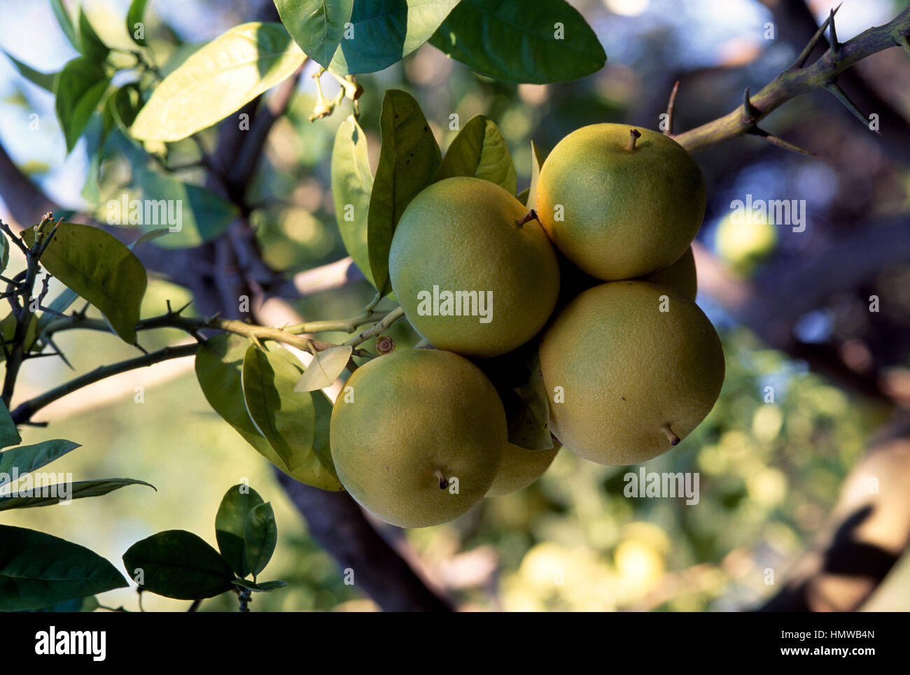 Le pamplemousse (Citrus x paradisi), Rutacées. Banque D'Images