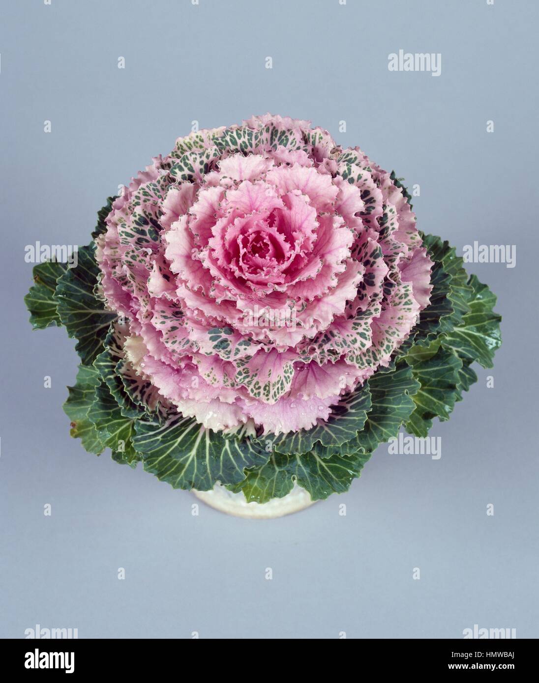 Brassica sp Banque de photographies et d’images à haute résolution Alamy