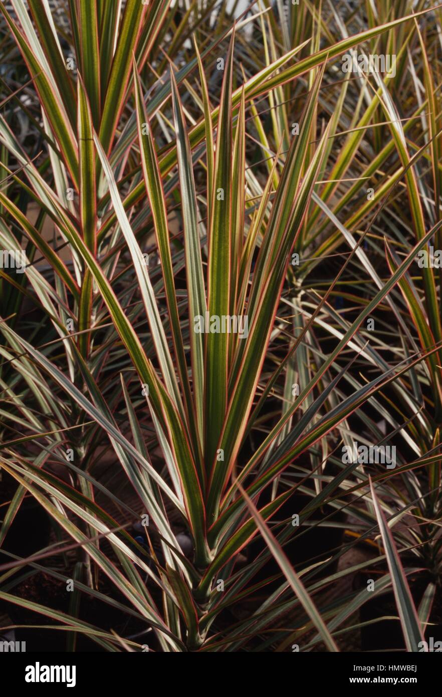 Arbre Dragon (Dracaena reflexa Dracaena marginata) ou angustifolia, Asparagacées. Banque D'Images