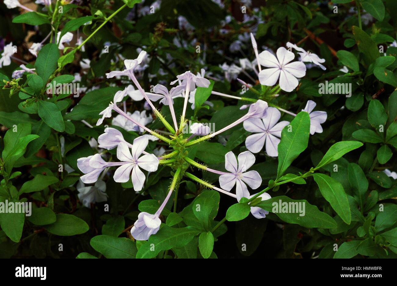 Cape Leadwort Plumbago du Cap Plumbago (ou auriculata), Plumbaginaceae. Banque D'Images