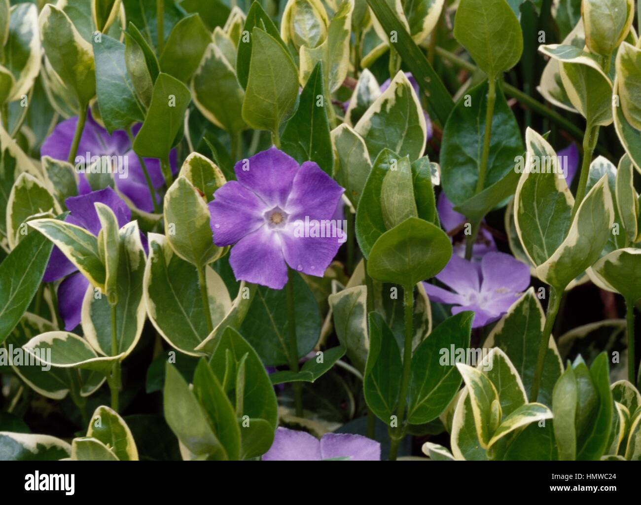 Bigorneau nain ou moindre pervenche (Vinca minor), Apocynaceae. Banque D'Images