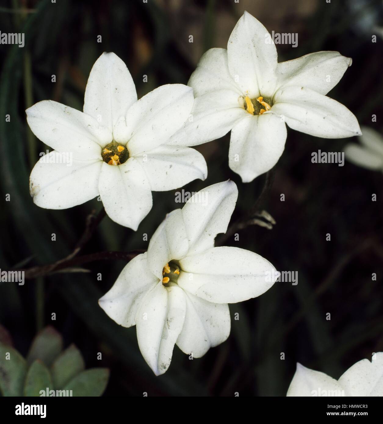 L'épée Ithuriel ou Grassnut (Brodiaea laxa La Reine Fabiola ou Triteleia laxa Reine Fabiola), Asparagacées. Banque D'Images
