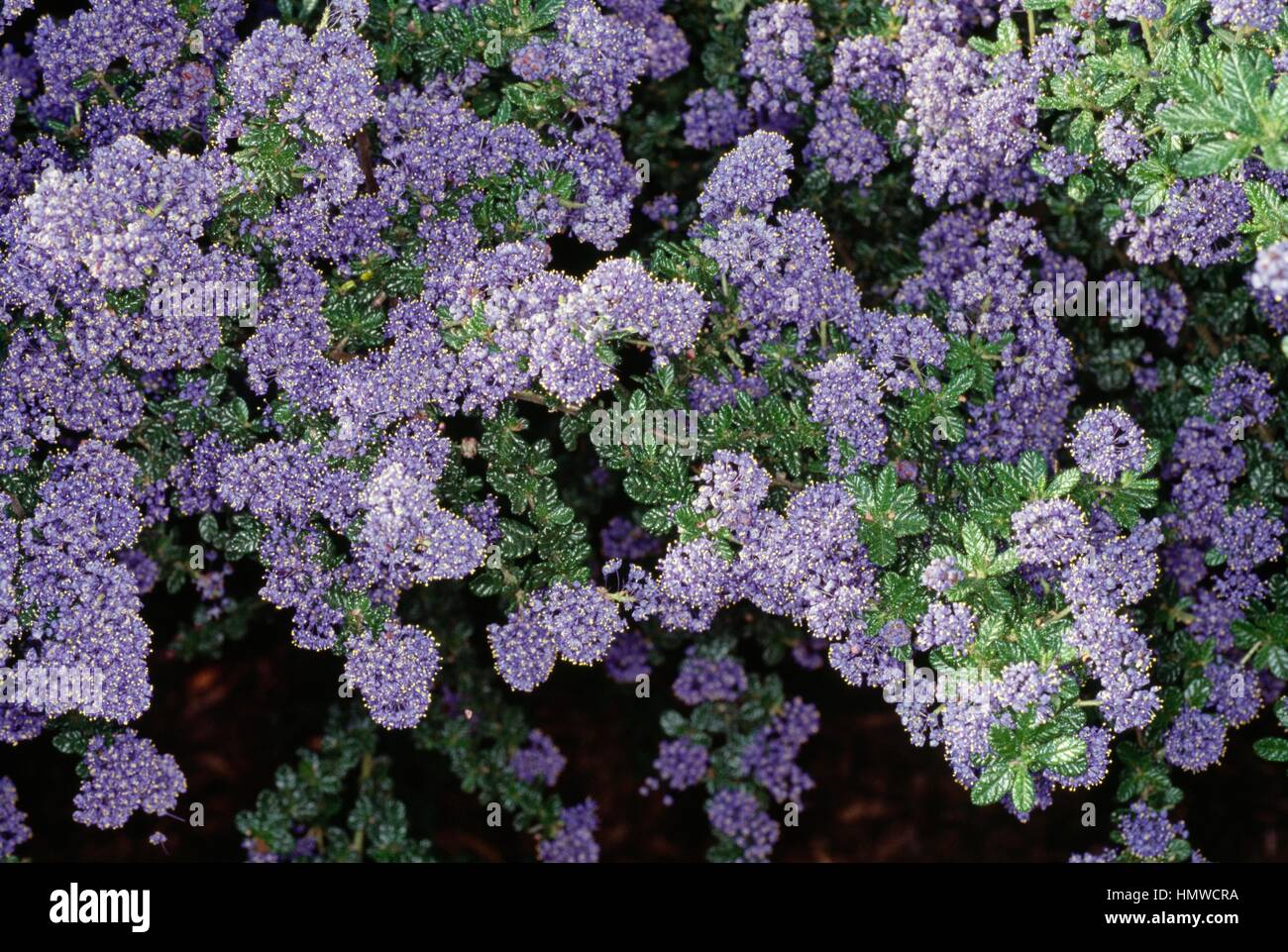 Ceanothus Dark Star, Rhamnaceae. Banque D'Images