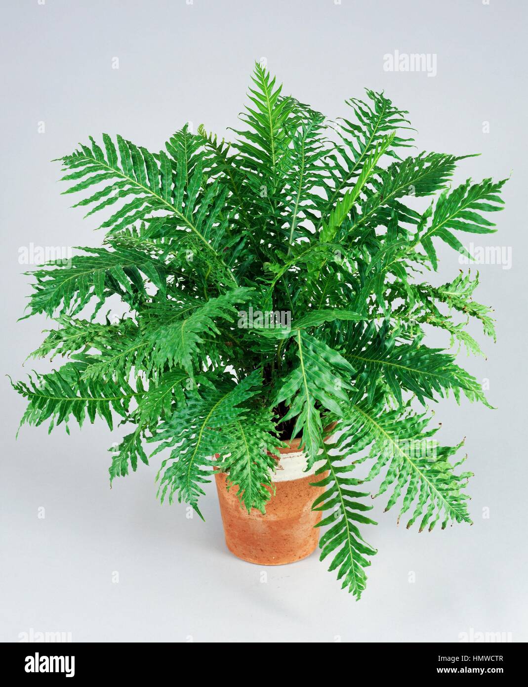 Dame d'argent ou arbre nain (fougère Blechnum gibbum Blechnaceae). Banque D'Images