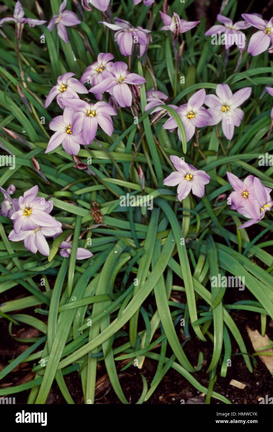 Printemps La trientale boréale (Brodiaea uniflora ou Ipheion uniflorum n), Liliaceae. Banque D'Images