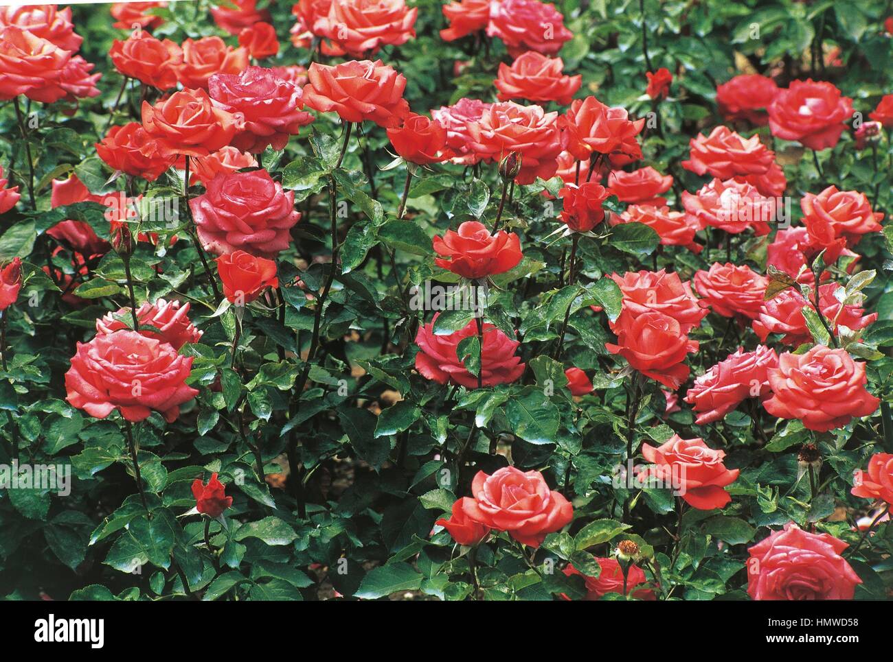 Botanique - Rosaceae - Reverie rose. Banque D'Images