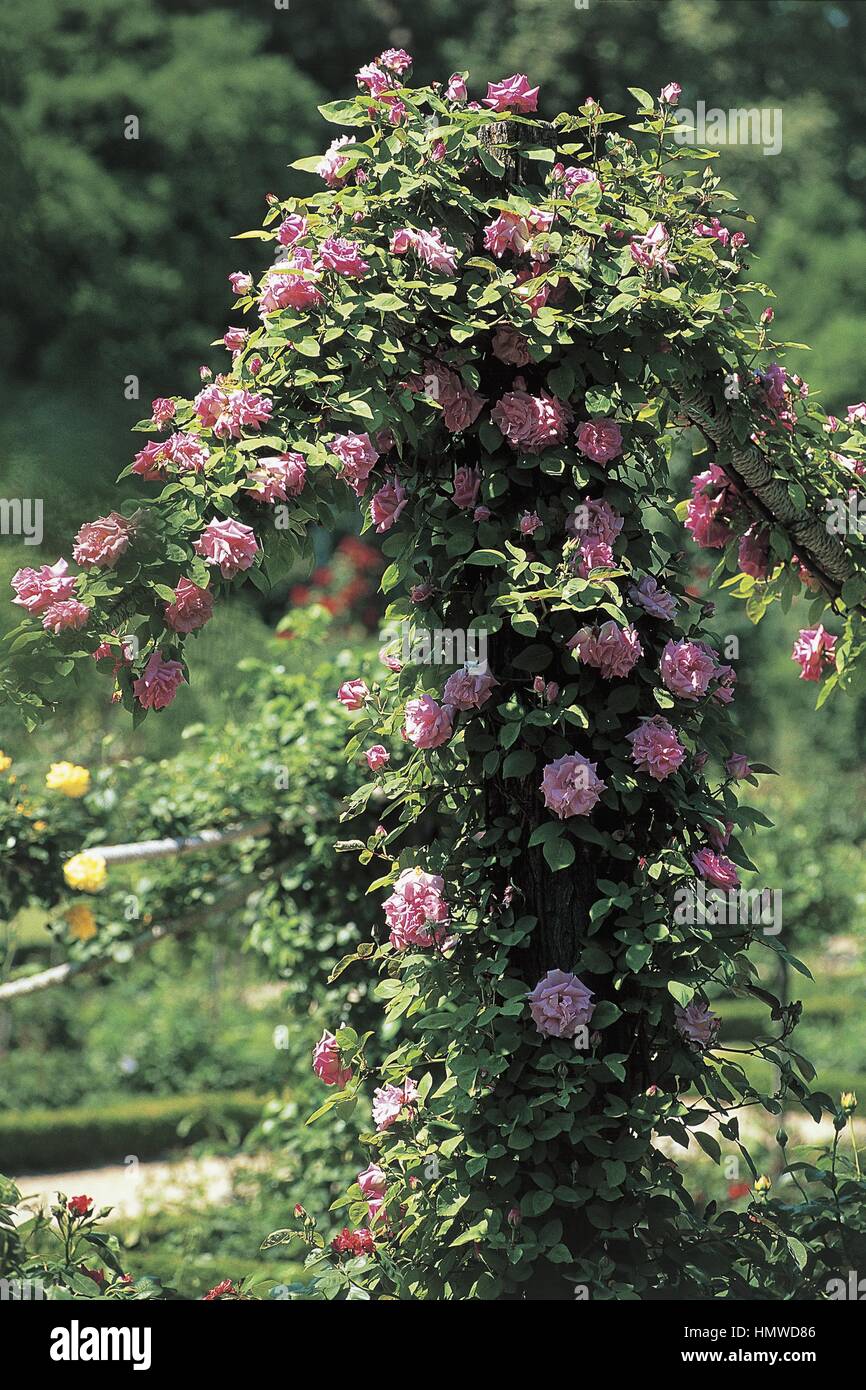 Botanique - Rosaceae - Zéphirine Drouhin-Bizot rose. Banque D'Images