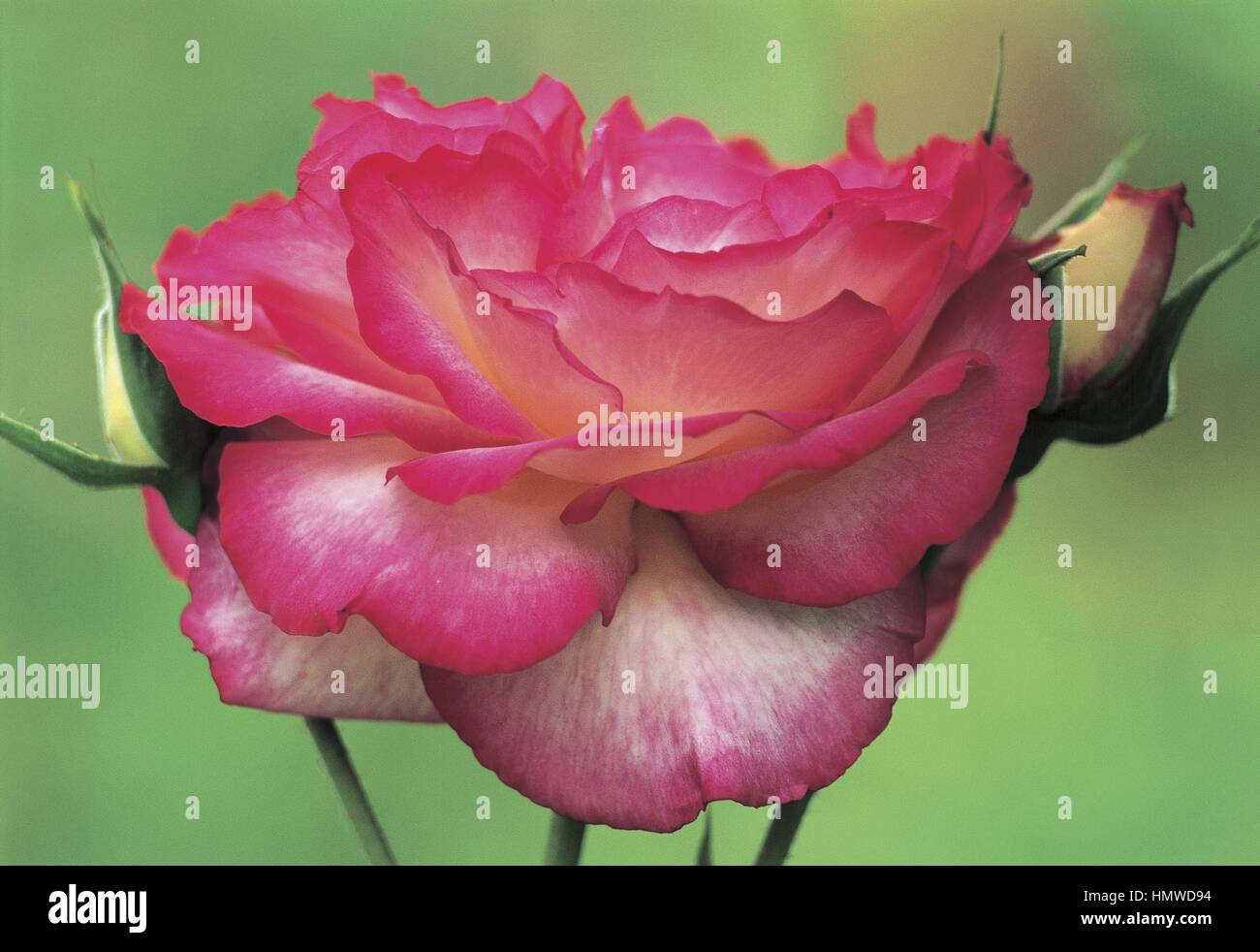 Botanique - Rosaceae - Cl Florian rose. Banque D'Images