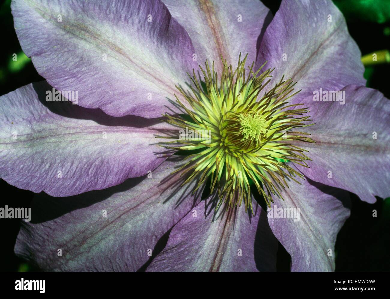 Clematis (Clematis lanuginosa lawsoniana), Ranunculaceae. Banque D'Images