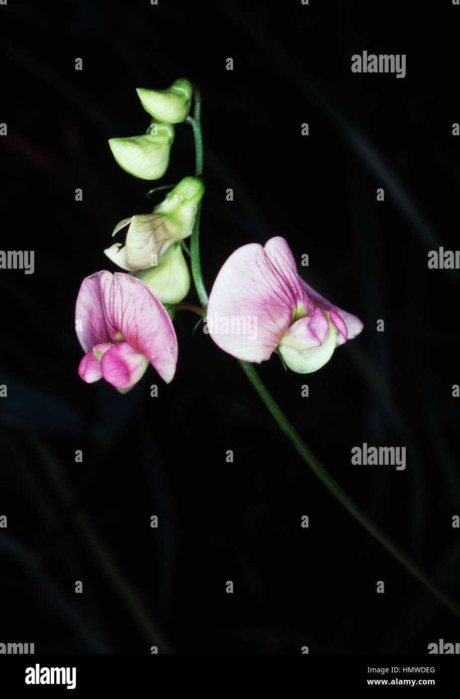 Éternelle à feuilles étroites-pea (Lathyrus sylvestris), Fabaceae. Banque D'Images