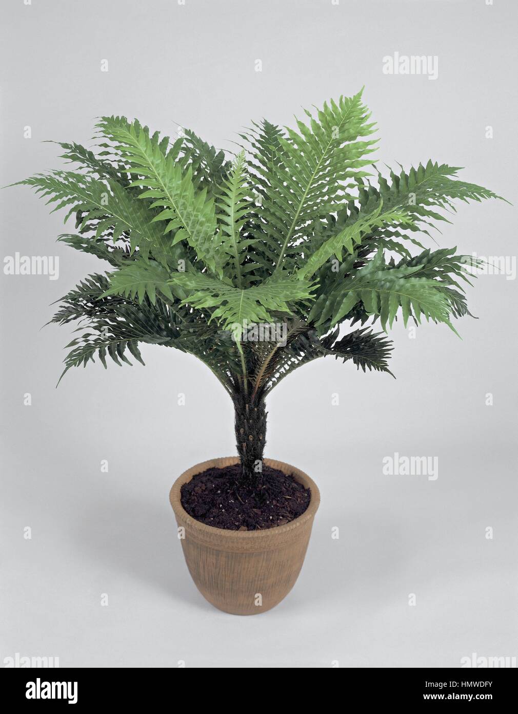 Plantes d'intérieur - Blechnaceae - fougère arborescente ou argent lady fern (Blechnum gibbum). Banque D'Images
