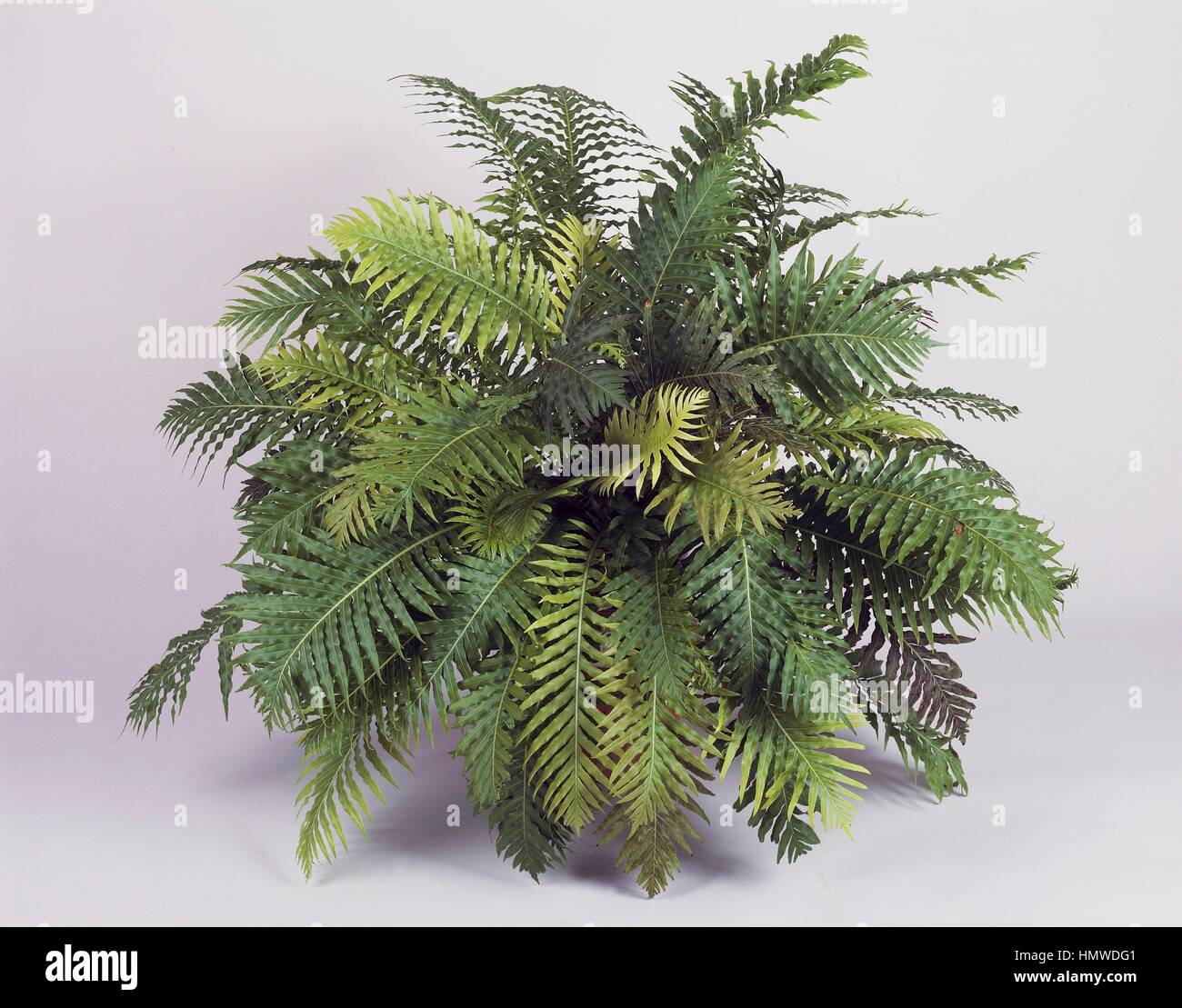 Dame d'argent ou arbre nain (fougère Blechnum gibbum Blechnaceae). Banque D'Images