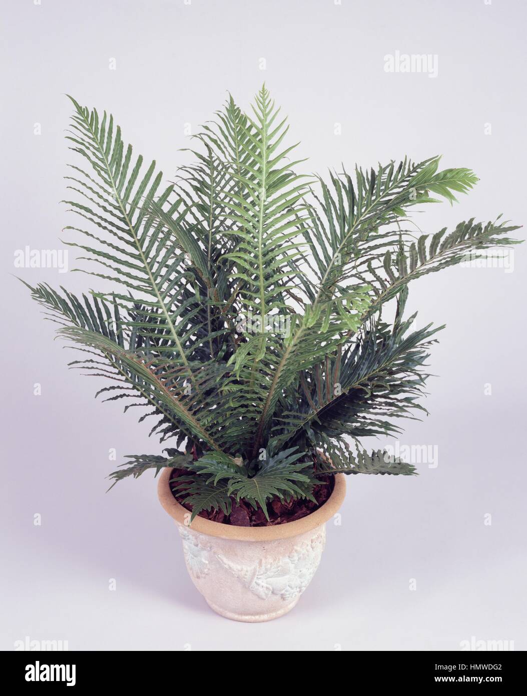 Dame d'argent ou arbre nain (fougère Blechnum gibbum Blechnaceae). Banque D'Images