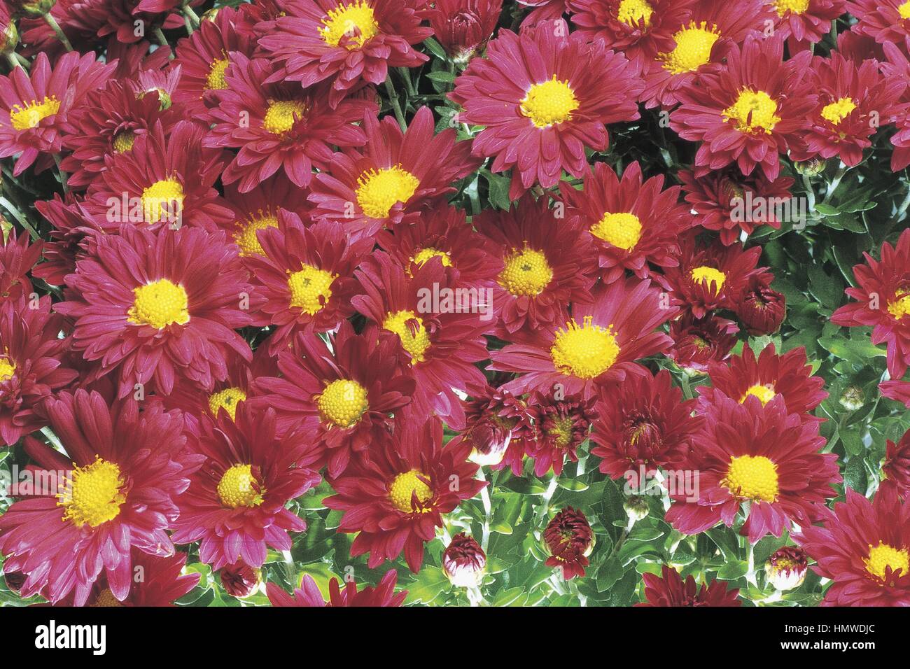 Botanique - Asteraceae (Compositae) - coréen chrysanthème Molina(Chrysantemum coreanum Molina). Banque D'Images
