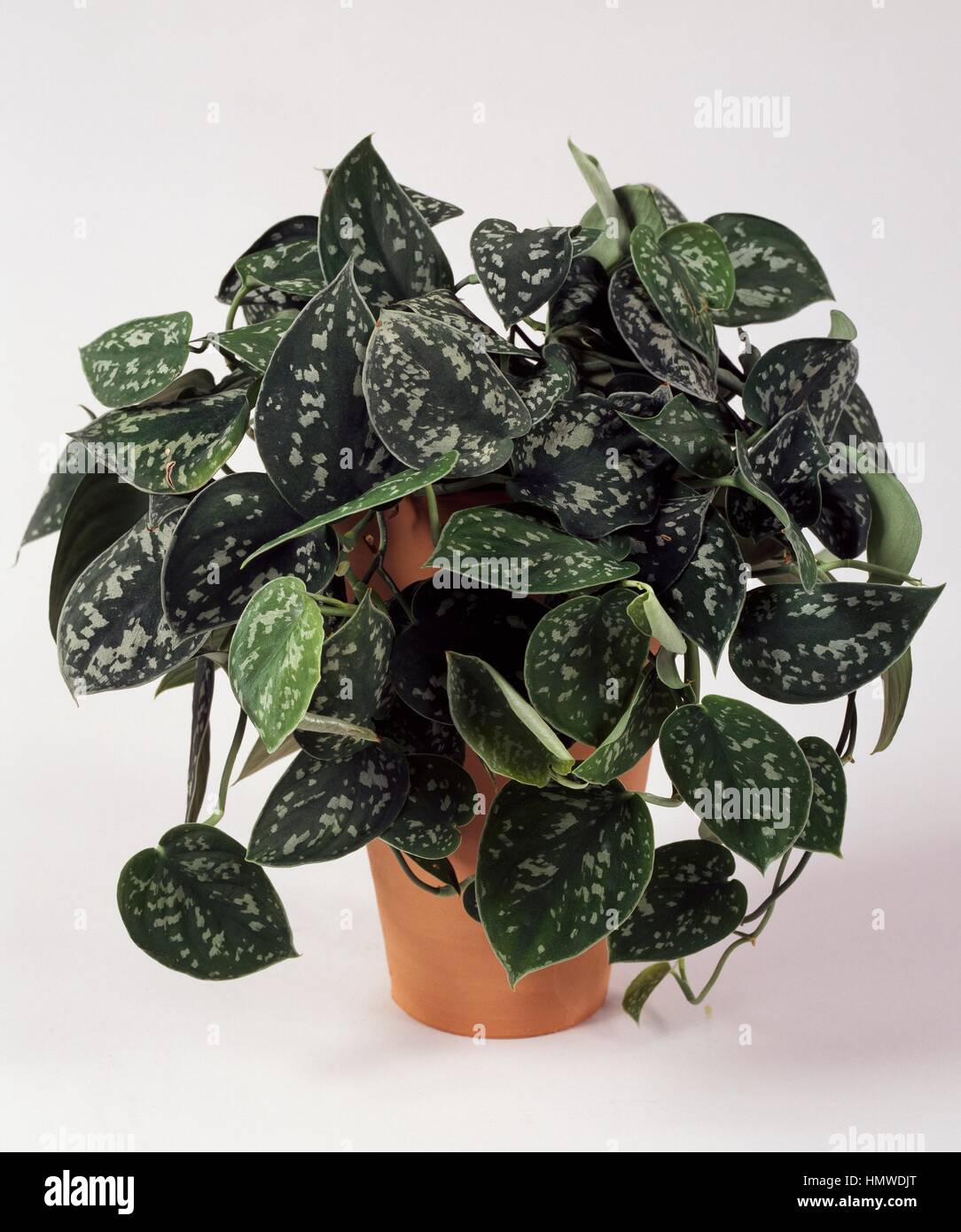 Philodendron pothos ou Argent satiné (Scindapsus pictus) Argyraeus, Araceae  Photo Stock - Alamy