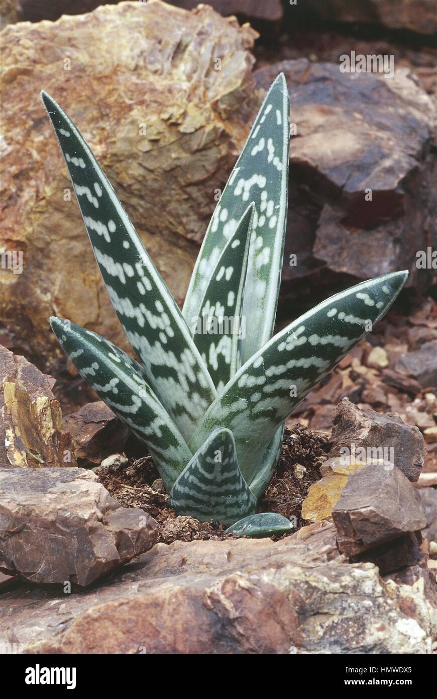 Botanique - Aloaceae. Aloe variegata Banque D'Images