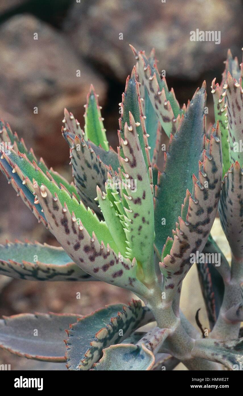 Mère de milliers (Kalanchoe daigremontiana) fleurs, Crassulaceae. Détail. Photo Stock