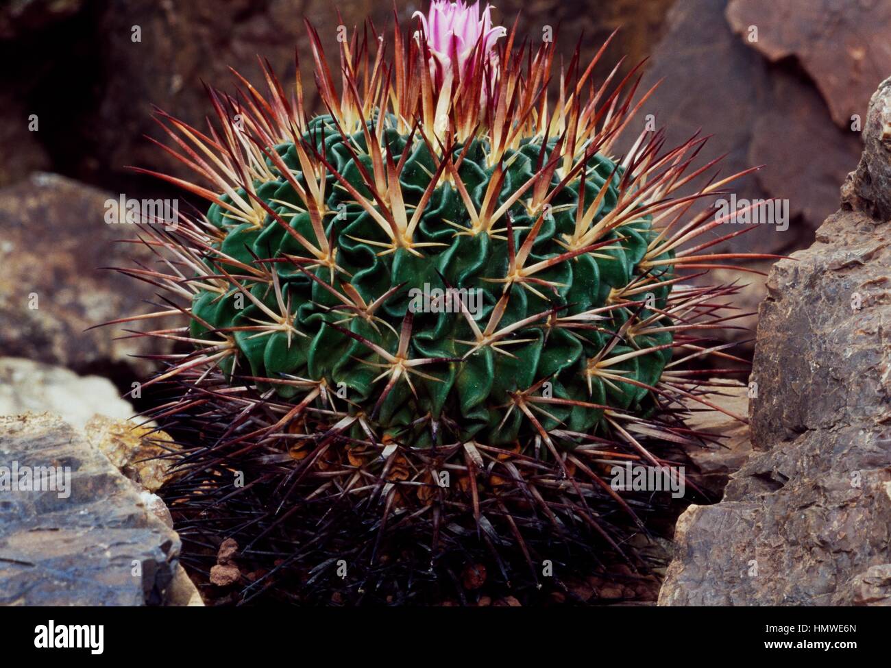 Cactus Stenocactus multicostatus (cerveau), Cactaceae. Banque D'Images