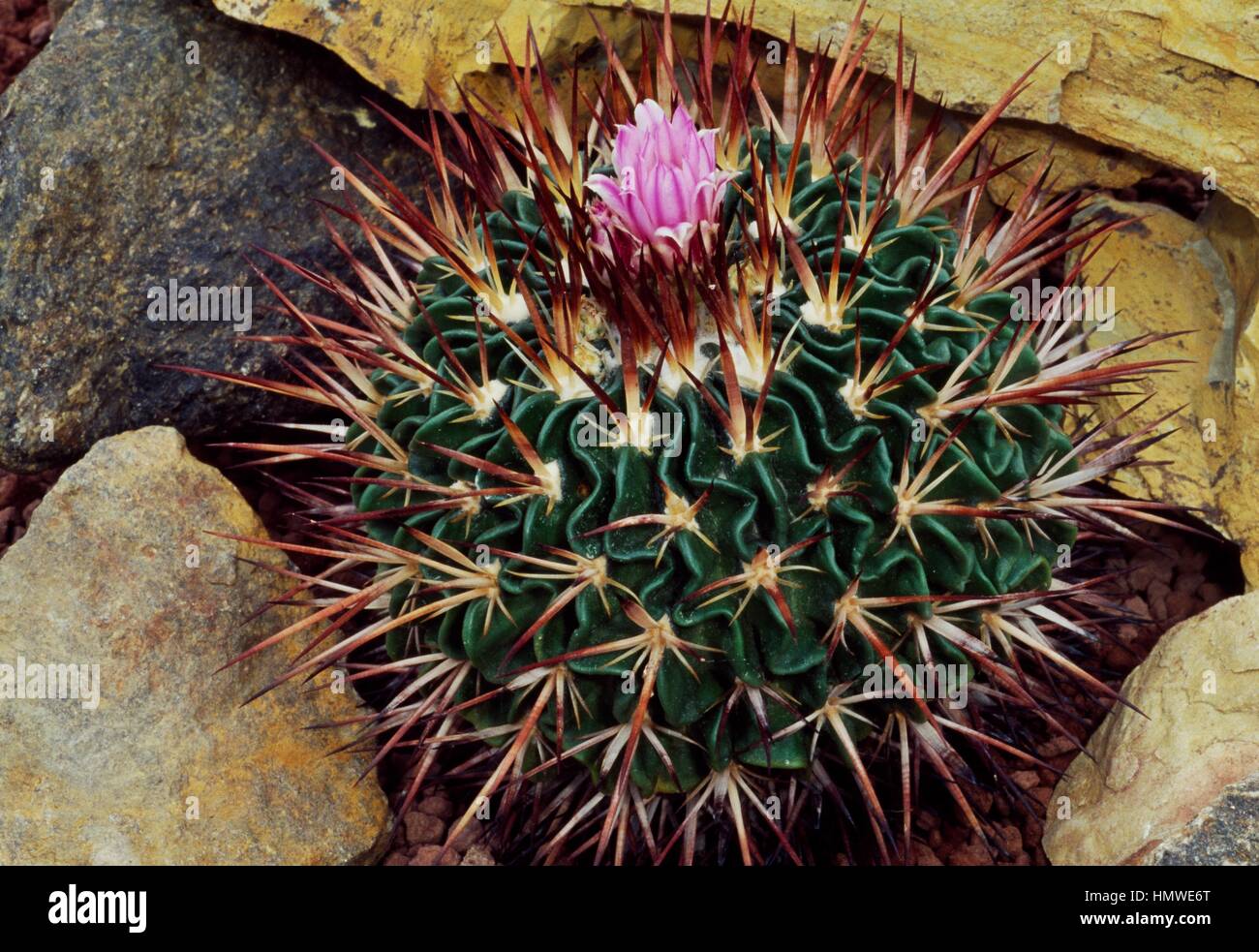 Cactus Stenocactus multicostatus (cerveau), Cactaceae. Banque D'Images