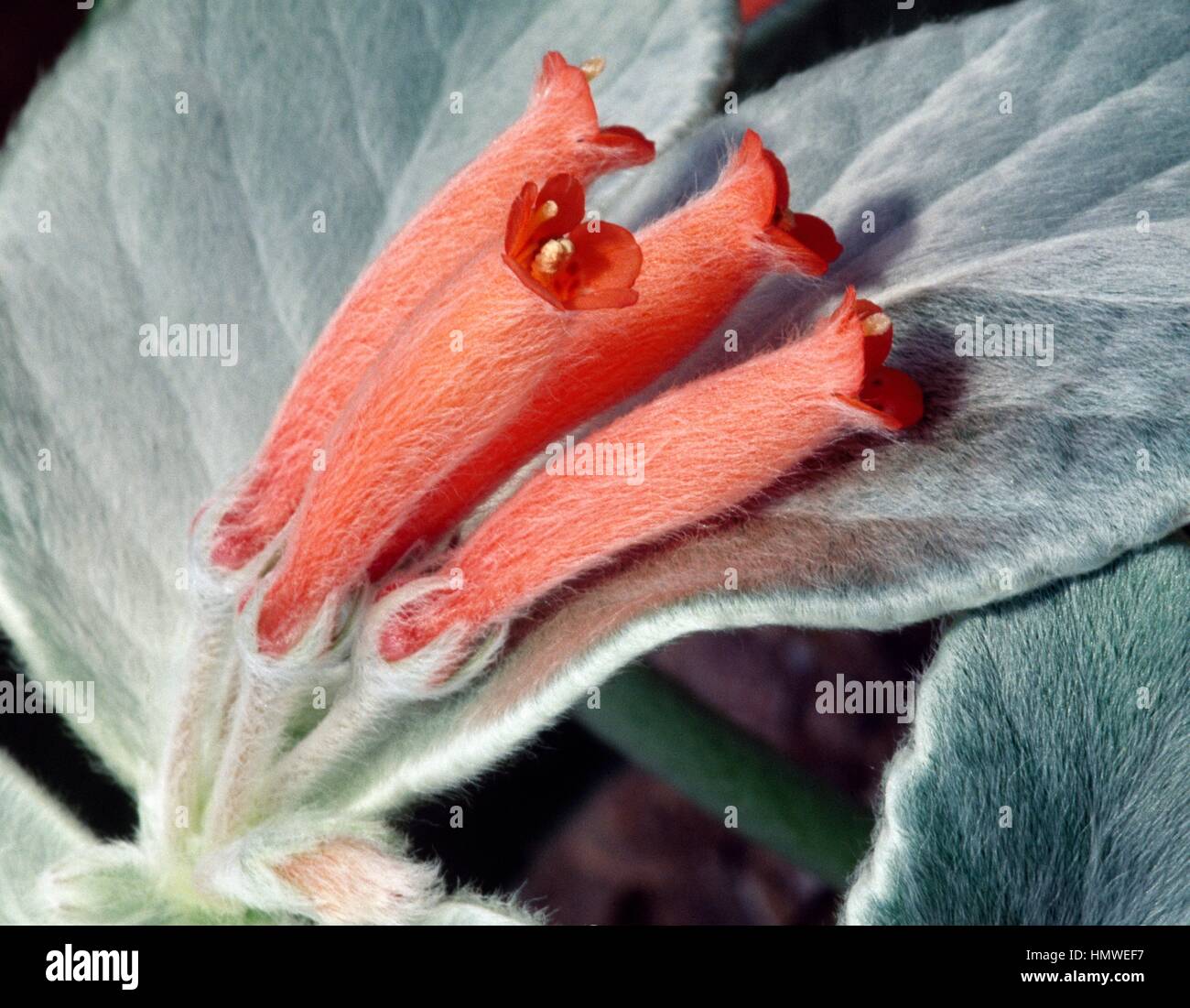 Edelweiss brésilien de floraison (Rechsteineria leucotricha) fleur, Gesnériacées. Détail. Banque D'Images