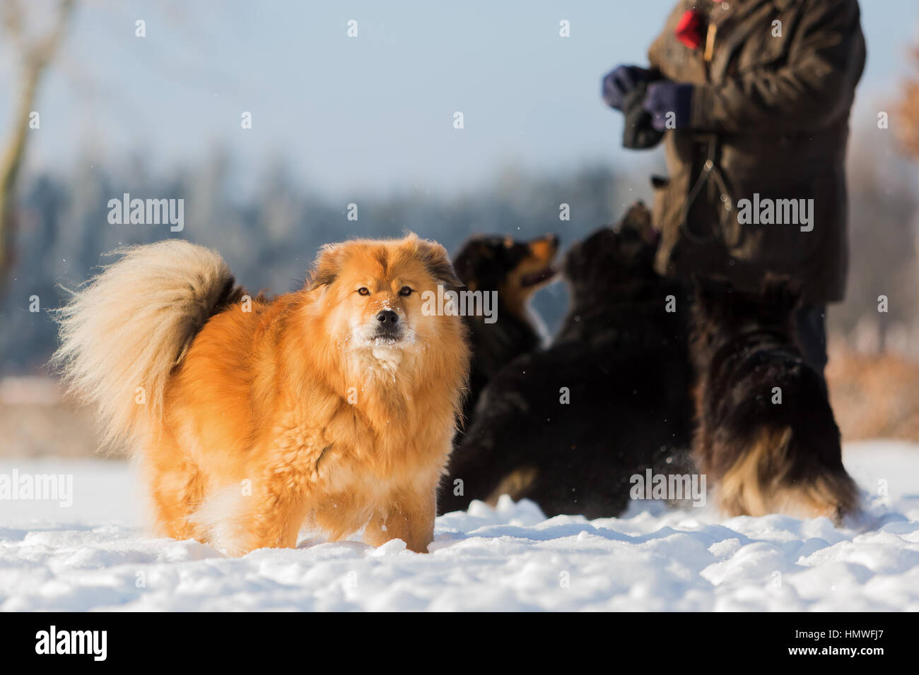 L'homme est de jouer avec des chiens dans la neige Banque D'Images
