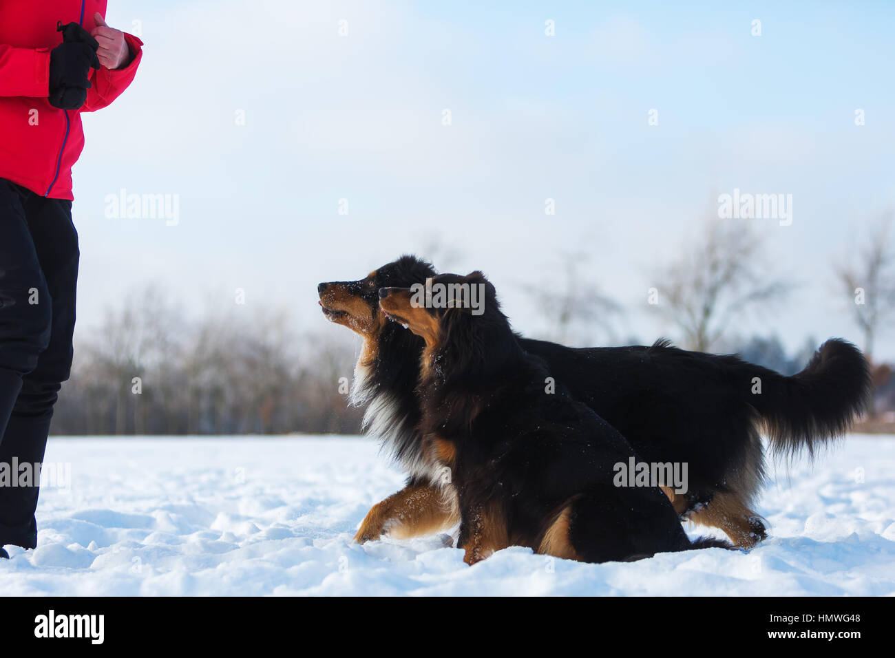 Femme avec deux chiens de berger australien dans la neige Banque D'Images