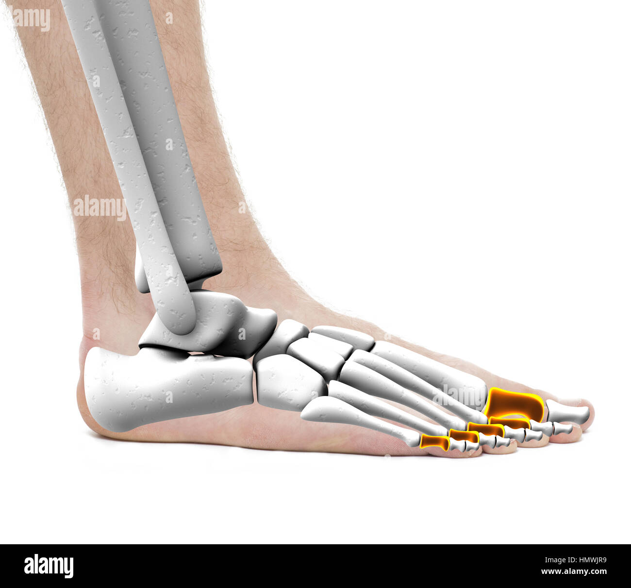Os proximal - Anatomie mâle - studio photo isolated on white Banque D'Images