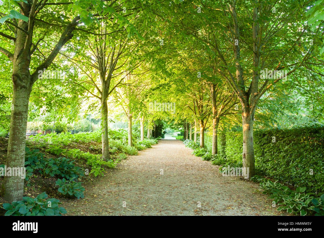 Chemin de tilleuls. Jardins du pays d'Auge, Normandie, France Banque D'Images