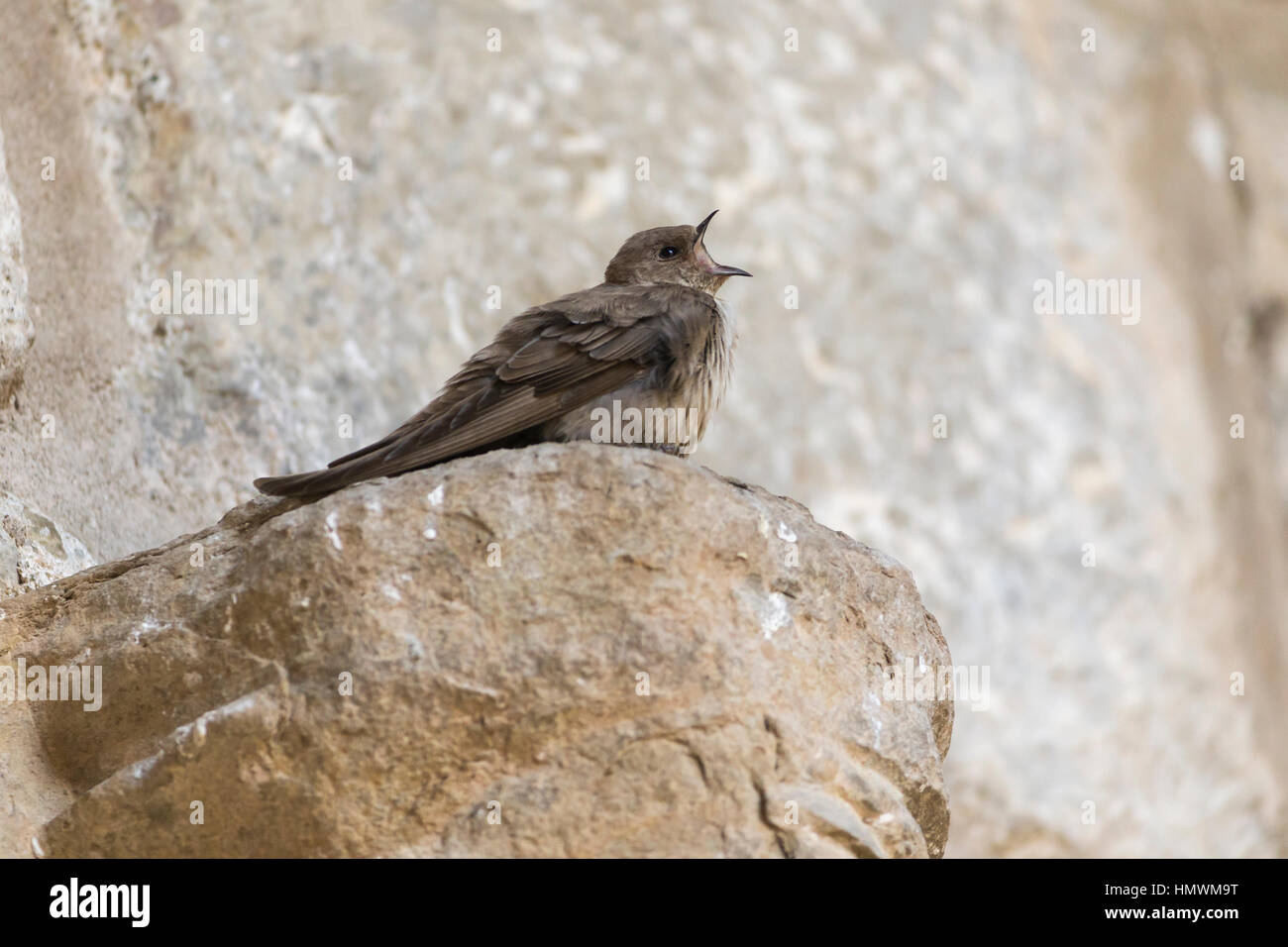 Eurasian crag martin Ptyonoprogne rupestris, adulte, perché sur le mur de l'église, Lagrasse, France en mai. Banque D'Images