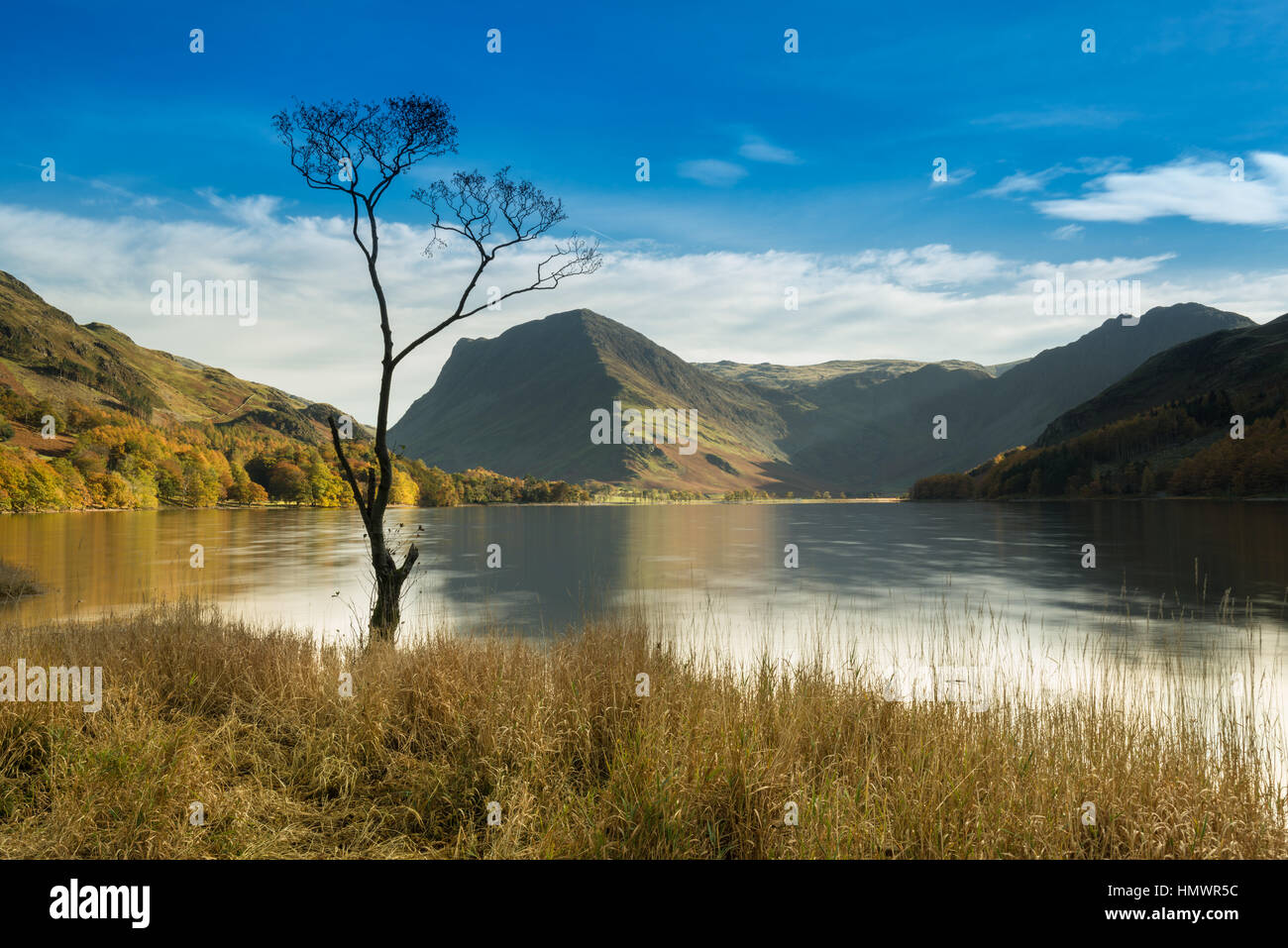 Le Lone Tree à Buttermere, Lake District Banque D'Images