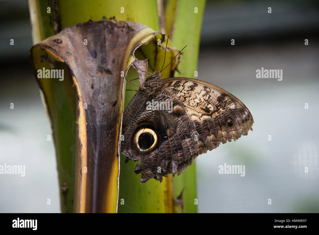 Une forêt papillon Hibou géant assis sur une feuille Banque D'Images