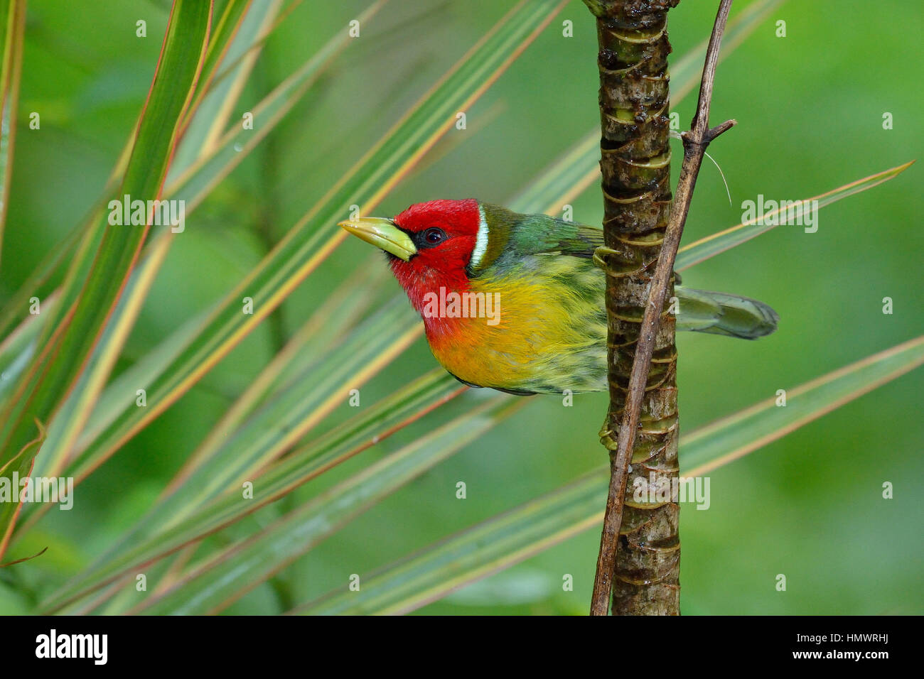 Barbet à tête rouge dans la forêt tropicale higland Banque D'Images