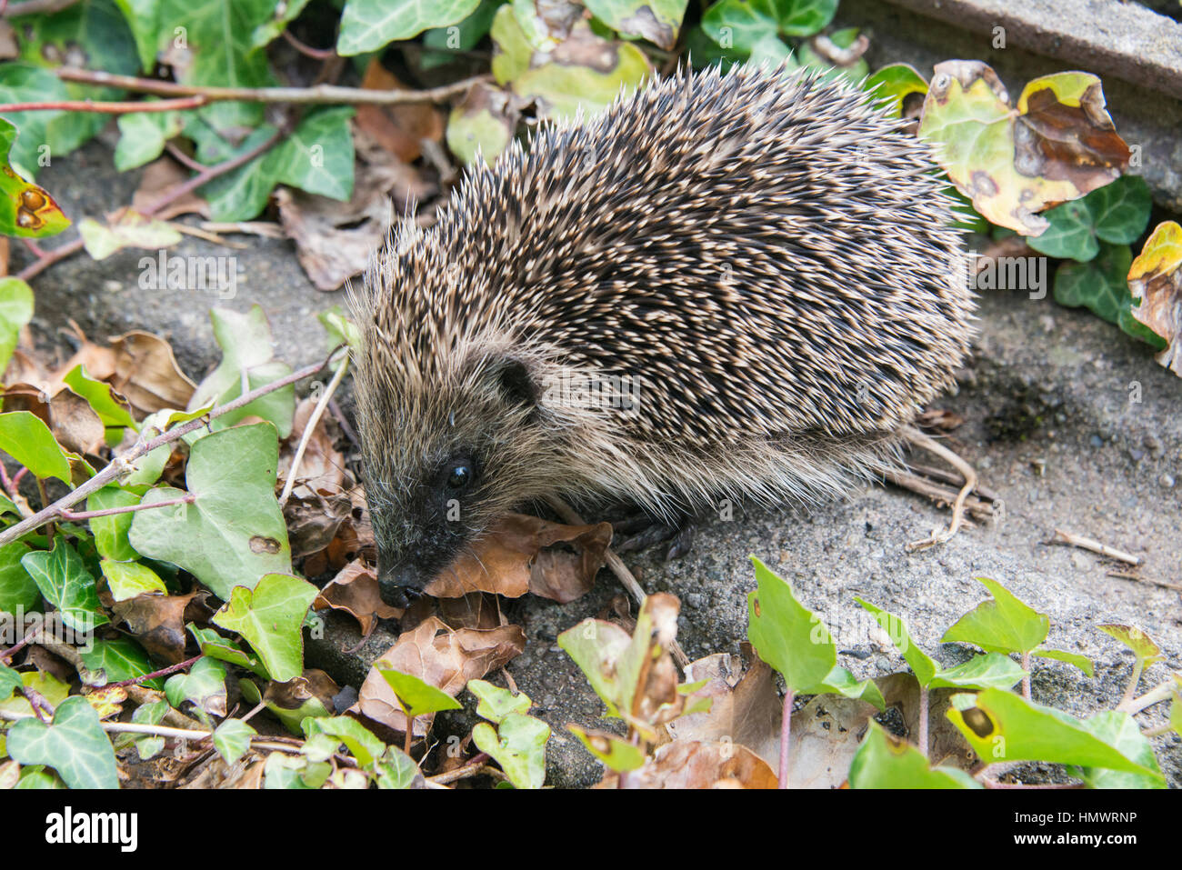 Un jeune hérisson à chercher de la nourriture autour d'un jardin en Angleterre Banque D'Images