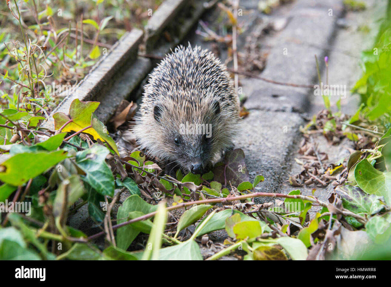 Un jeune hérisson à chercher de la nourriture autour d'un jardin en Angleterre Banque D'Images