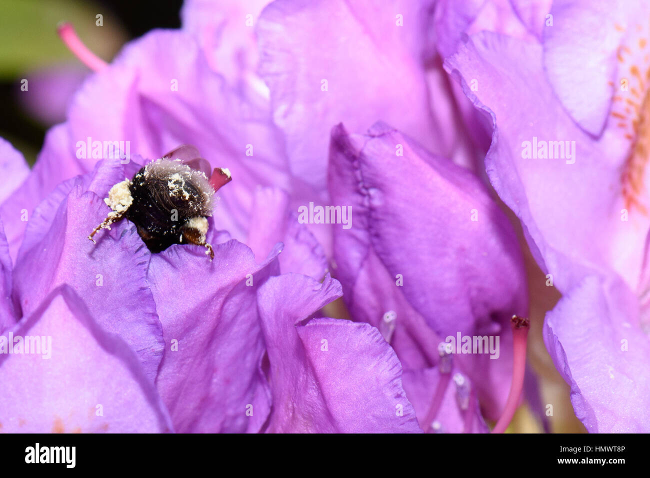 Plongée dans une abeille fleur rhododendron violet avec du pollen sur le dos sur une journée ensoleillée au printemps ou en été Banque D'Images