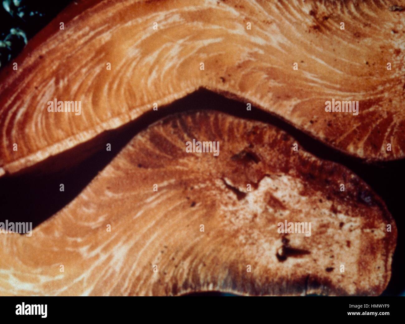 Détail d'un champignon polypore Beefsteak Beefsteak, ou langue de boeuf — free download