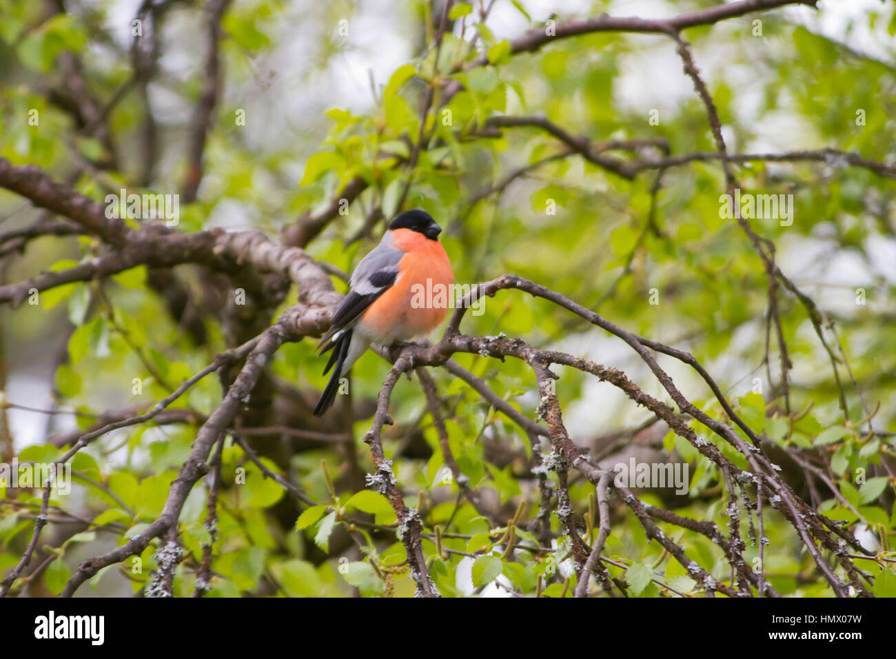 Bouvreuil Bouvreuil commun, ou canard colvert (Pyrrhula pyrrhula) Banque D'Images