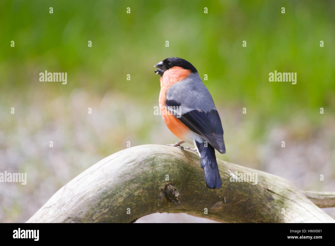 Bouvreuil Bouvreuil commun, ou canard colvert (Pyrrhula pyrrhula) Banque D'Images