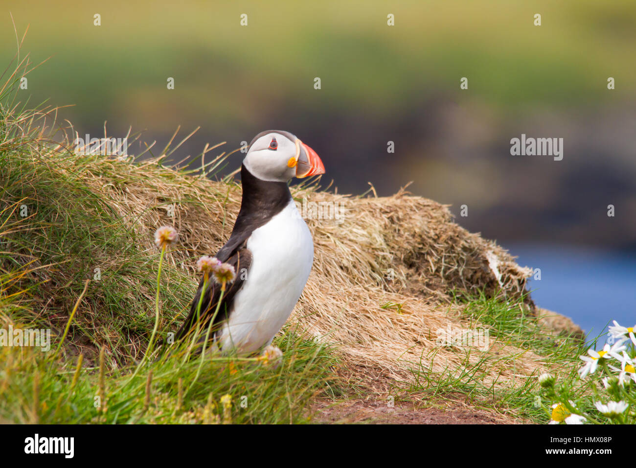 Macareux moine (Fratercula arctica), également connu sous le nom de la politique commune de Macareux moine Banque D'Images