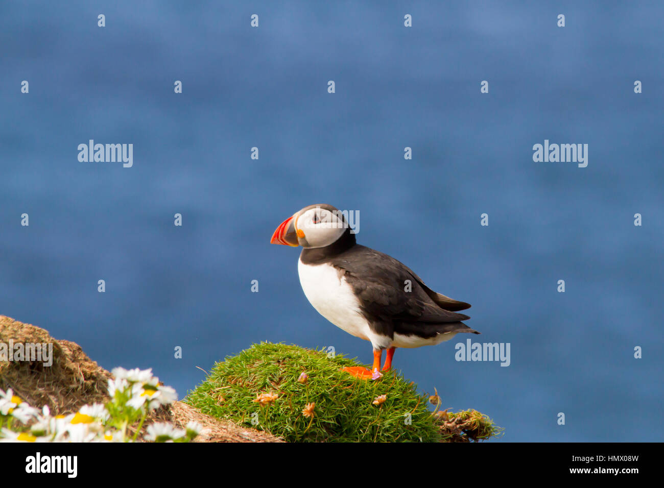 Macareux moine (Fratercula arctica), également connu sous le nom de la politique commune de macareux moine Banque D'Images