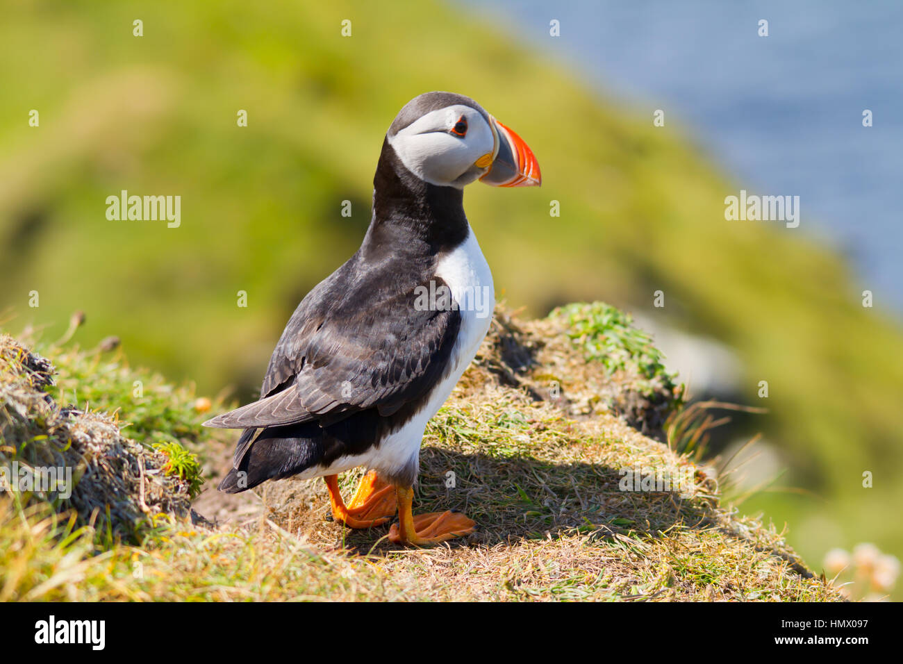 Macareux moine (Fratercula arctica), également connu sous le nom de la politique commune de Macareux moine Banque D'Images