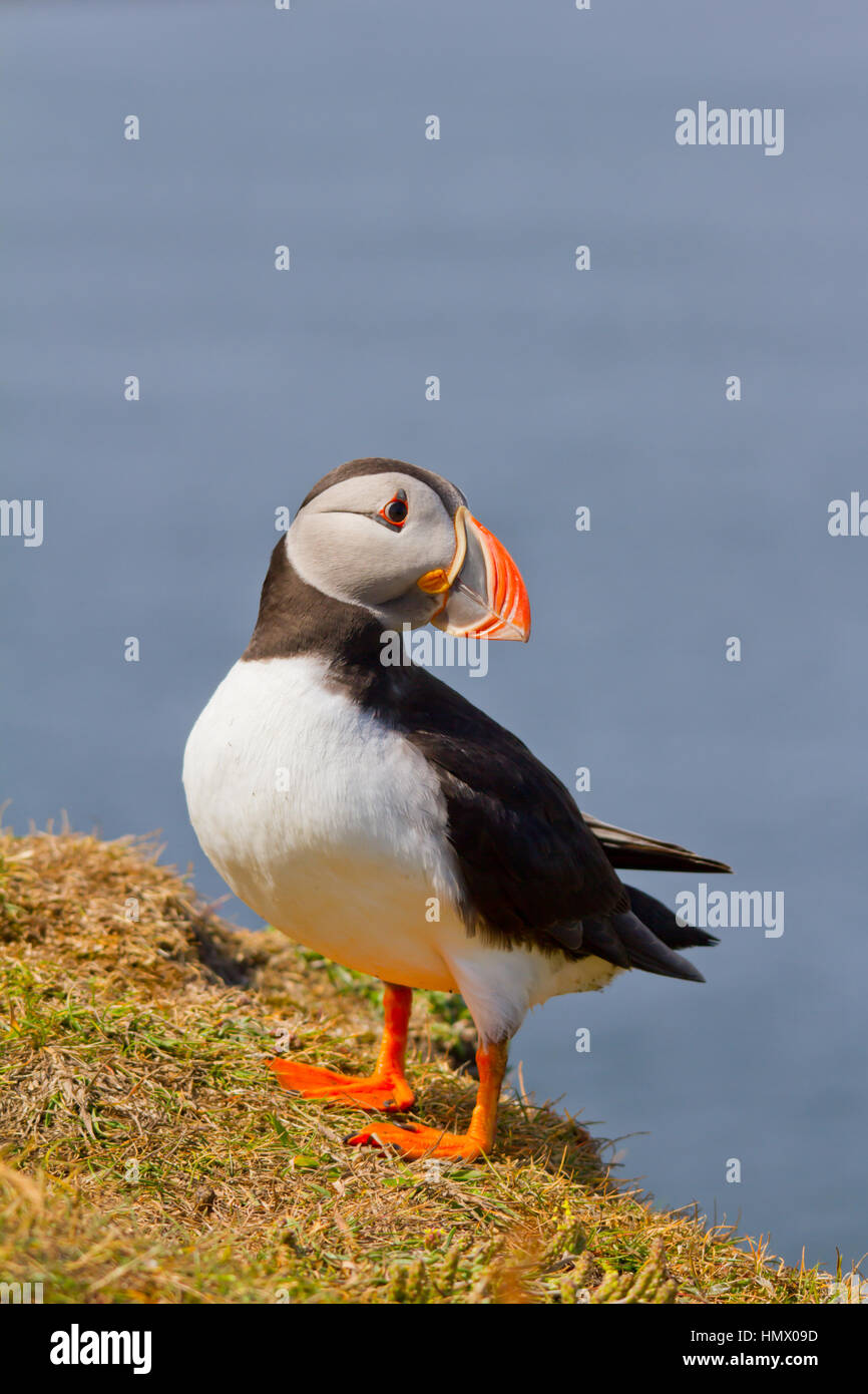Macareux moine (Fratercula arctica), également connu sous le nom de la politique commune de macareux moine Banque D'Images