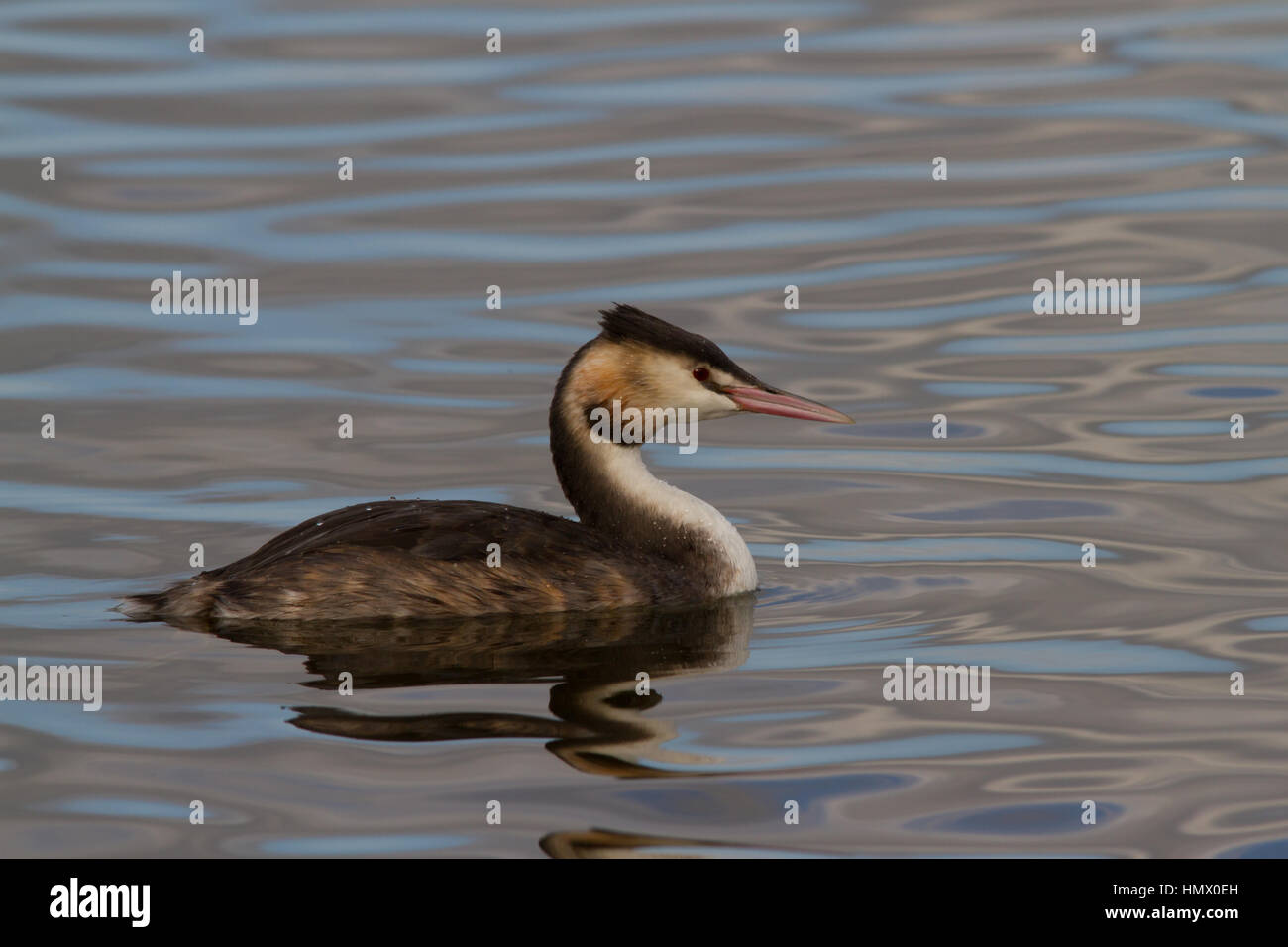 Grêbe à crête (Podiceps cristatus) martelant Banque D'Images