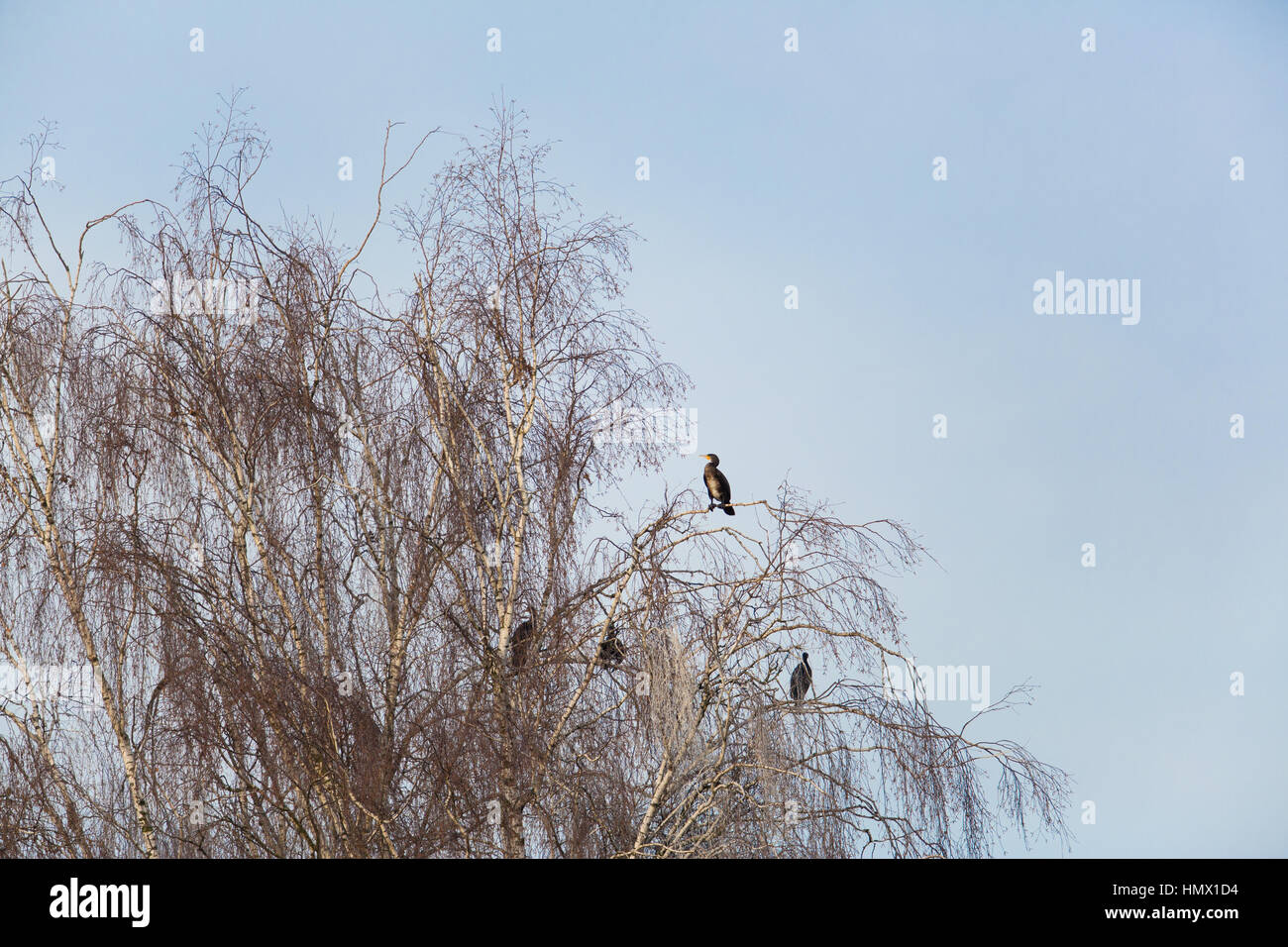 Plusieurs grands cormorans (Phalacrocorax carbo) sitting on tree Banque D'Images