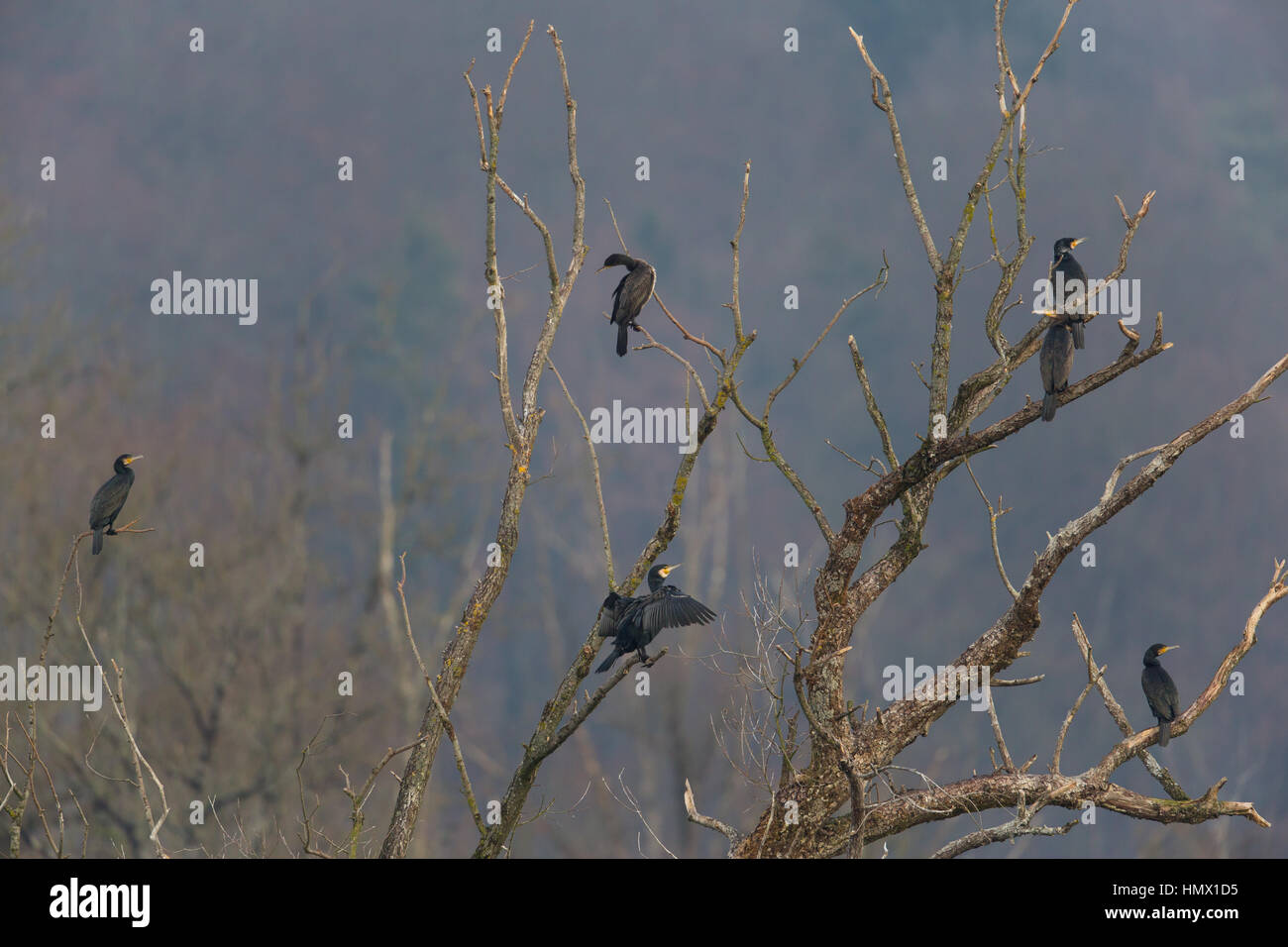 Plusieurs grands cormorans (Phalacrocorax carbo) sitting on tree Banque D'Images