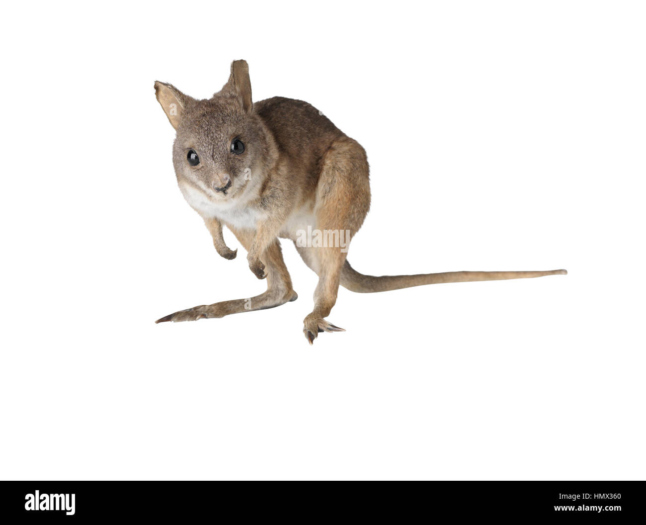 La taxidermie Wallaby isolé sur fond blanc Banque D'Images