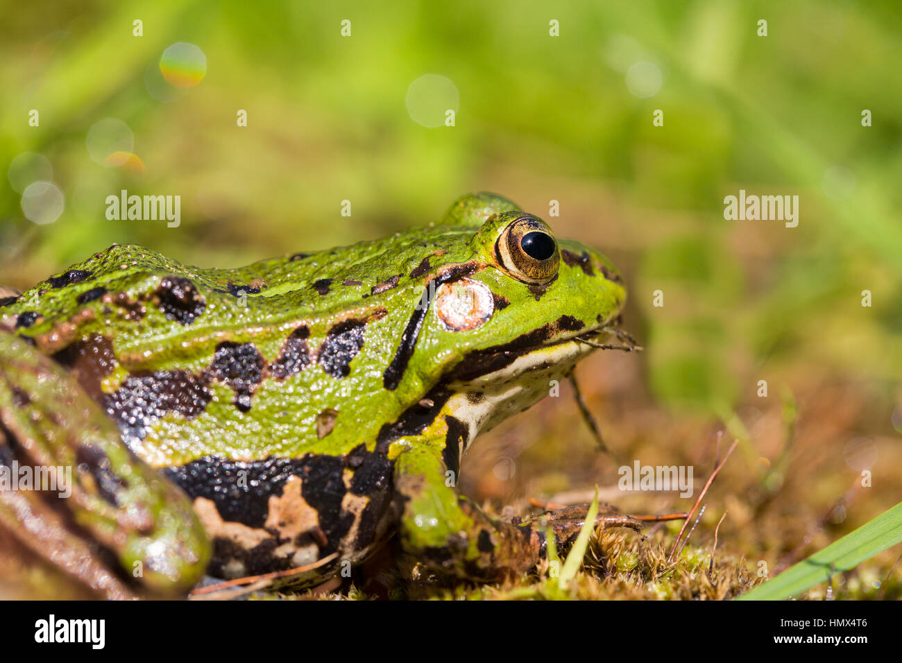 Portrait de la grenouille verte (Rana esculenta) assis dans l'environnement vert naturel Banque D'Images