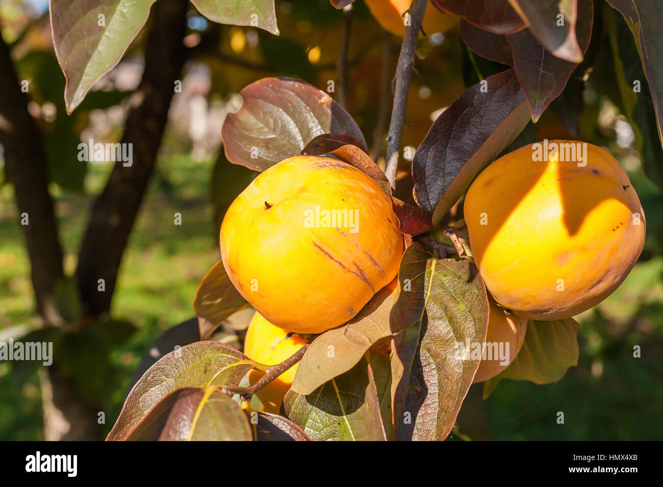 Kaki mûr de fruits à l'arbre. Saison d'automne. Banque D'Images